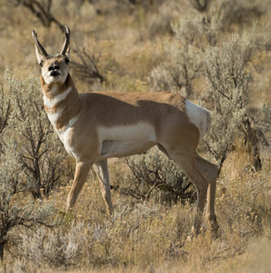 pronghorn